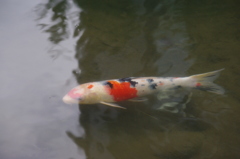 小川の鯉　旧芝離宮庭園　１０月下旬