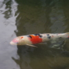 小川の鯉　旧芝離宮庭園　１０月下旬