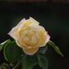 薔薇　6
