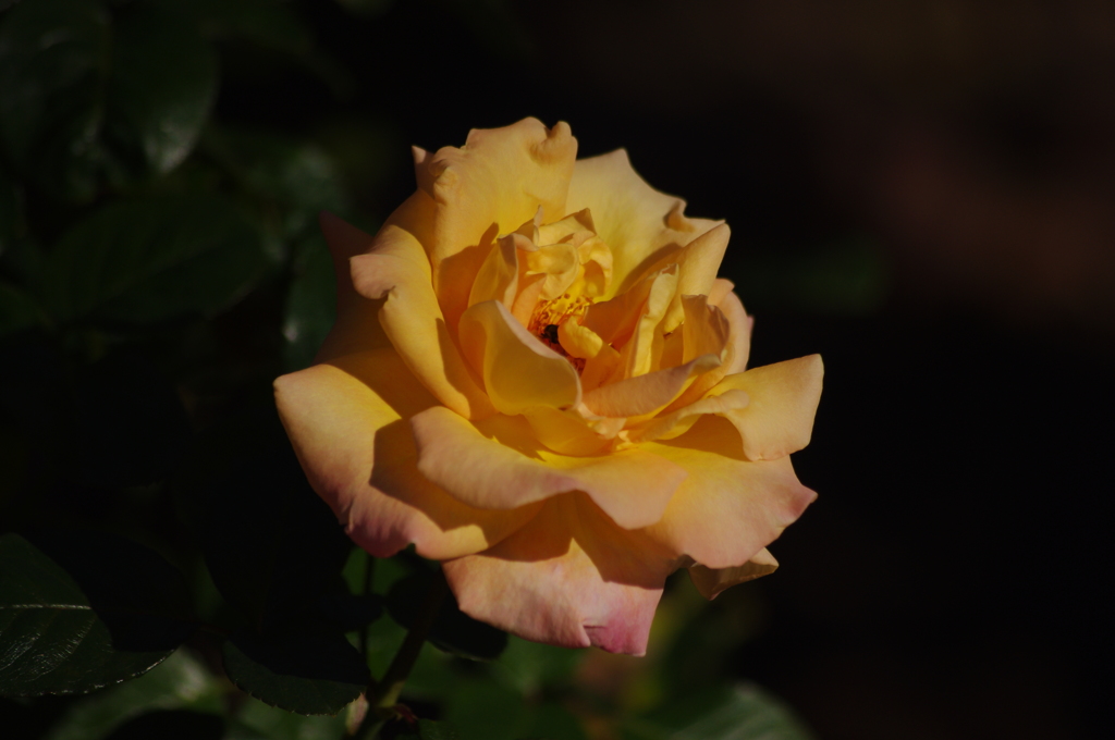 薔薇　2