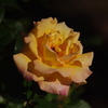 薔薇　2