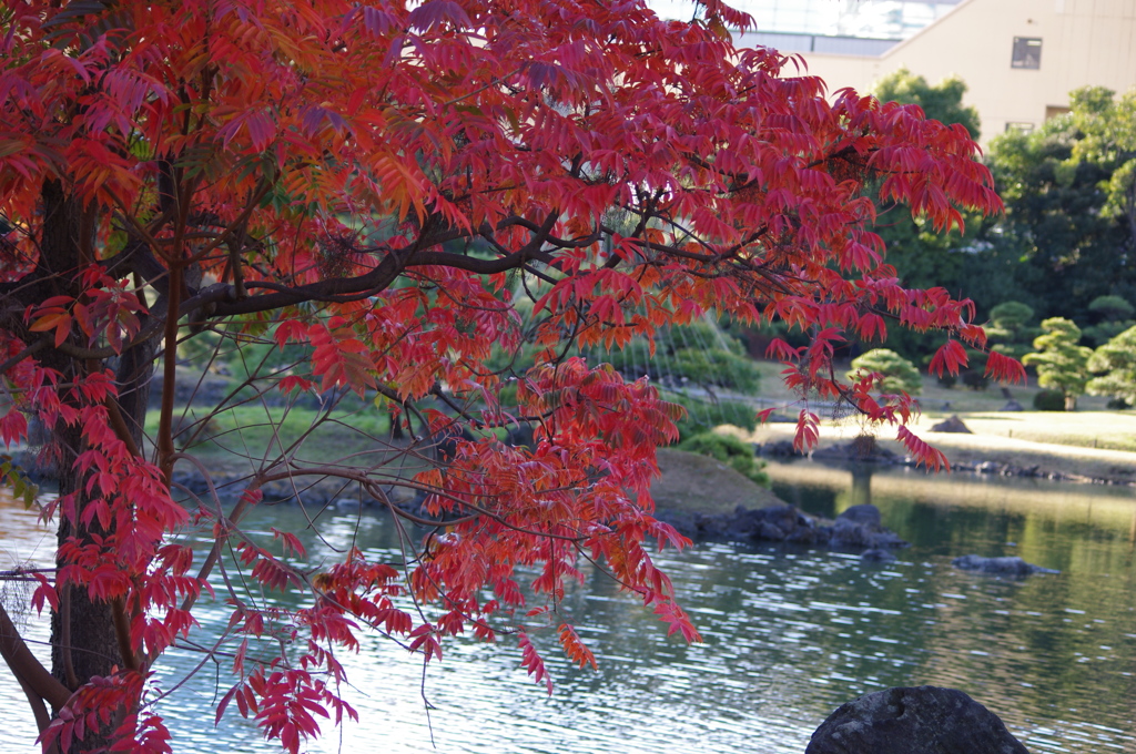 ハゼの紅葉