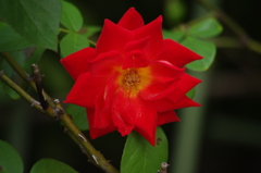 薔薇　2