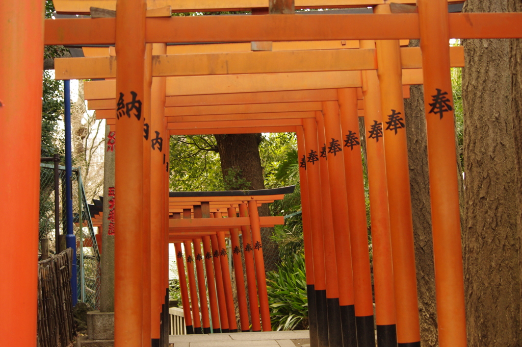 千本鳥居　上野　花園稲荷