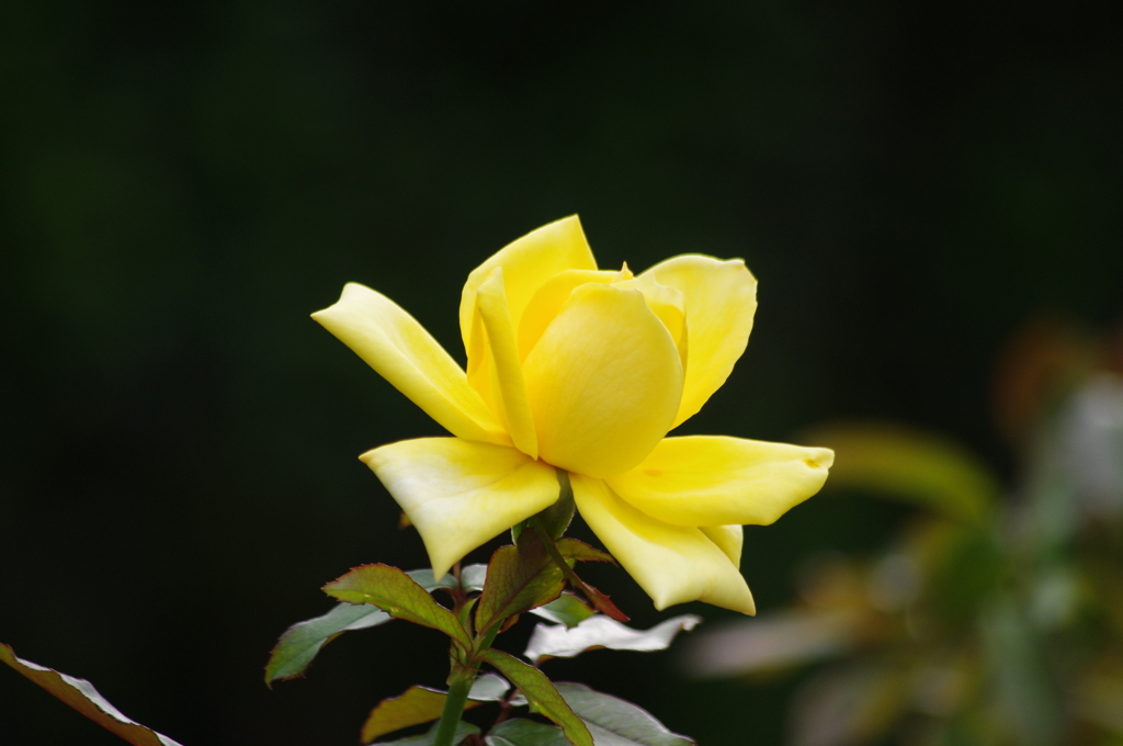 薔薇　3　日比谷公園　１０月