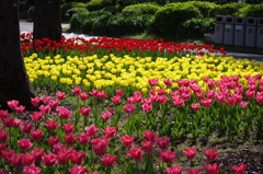 チューリップ　3　日比谷公園