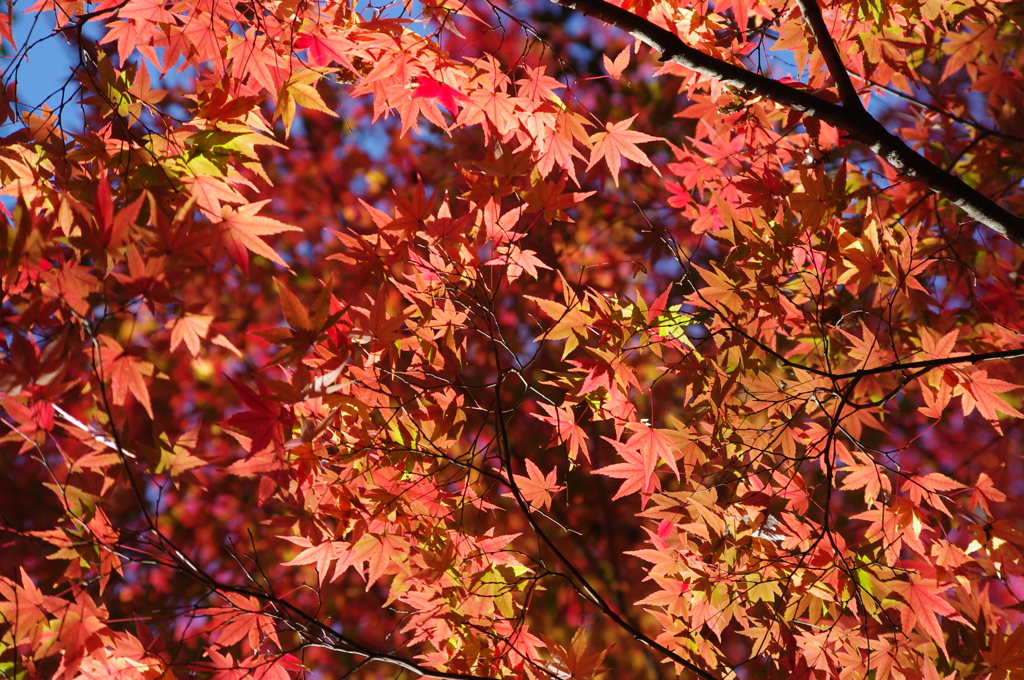 紅葉　小石川後楽園　１２月初旬　3