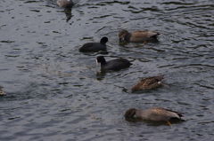 堀の水鳥