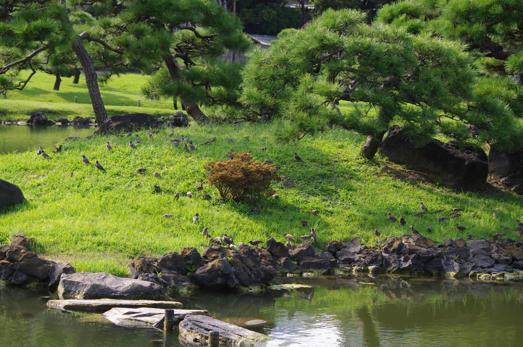 鳥の島　旧芝離宮庭園　８月
