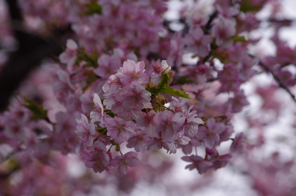 河津桜　