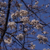 桜　1