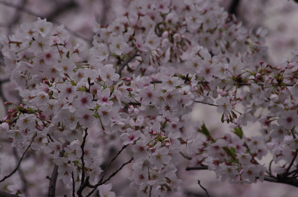 桜　2