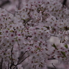 桜　2