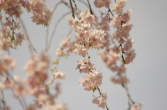 ぐるり廻って枝垂れ桜に・・・　2　小石川後楽園