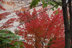 紅葉　1　東品川海上公園　１１月