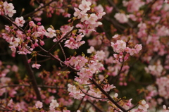 河津桜　3