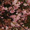 河津桜　3