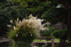 すすき