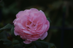 薔薇　1