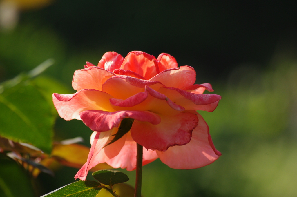 薔薇　4　日比谷公園　7月上旬