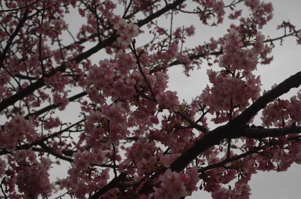 河津桜　4