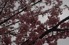 河津桜　4