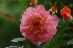 薔薇　7　港が見える丘公園　5月
