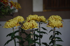 菊　1
