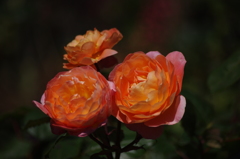 薔薇　7