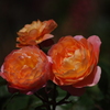 薔薇　7