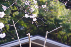 メジロ　日比谷公園