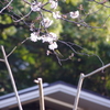メジロ　日比谷公園