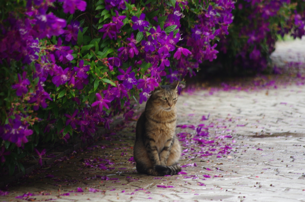 　芝浦運河の猫　９月