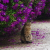 　芝浦運河の猫　９月