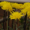 菊　6
