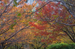 紅葉　4　東品川海上公園　１１月