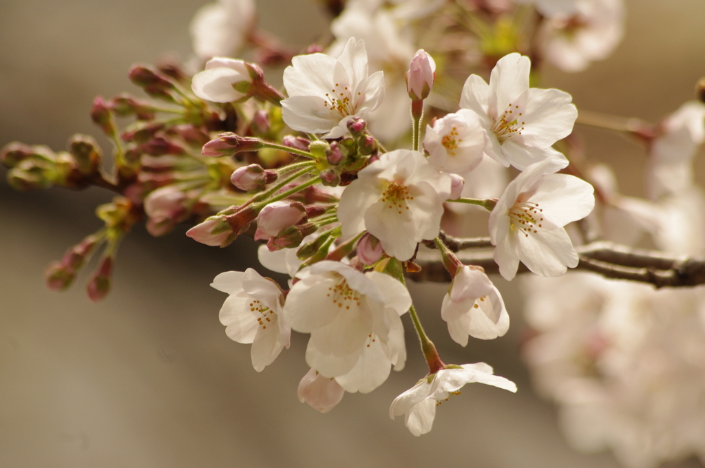 目黒川の桜　1
