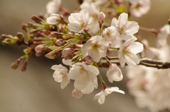 目黒川の桜　1