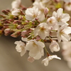 目黒川の桜　1