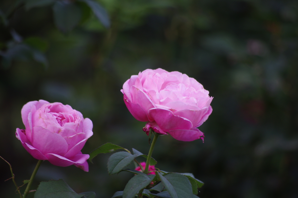 薔薇　9　日比谷公園　７月上旬