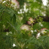 ねむの花　1　ねむの木の庭　6月