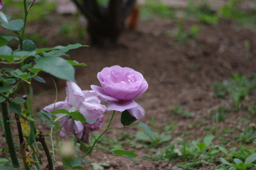 日比谷の薔薇　7