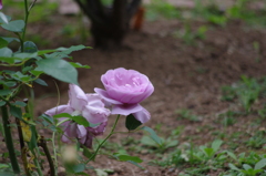 日比谷の薔薇　7