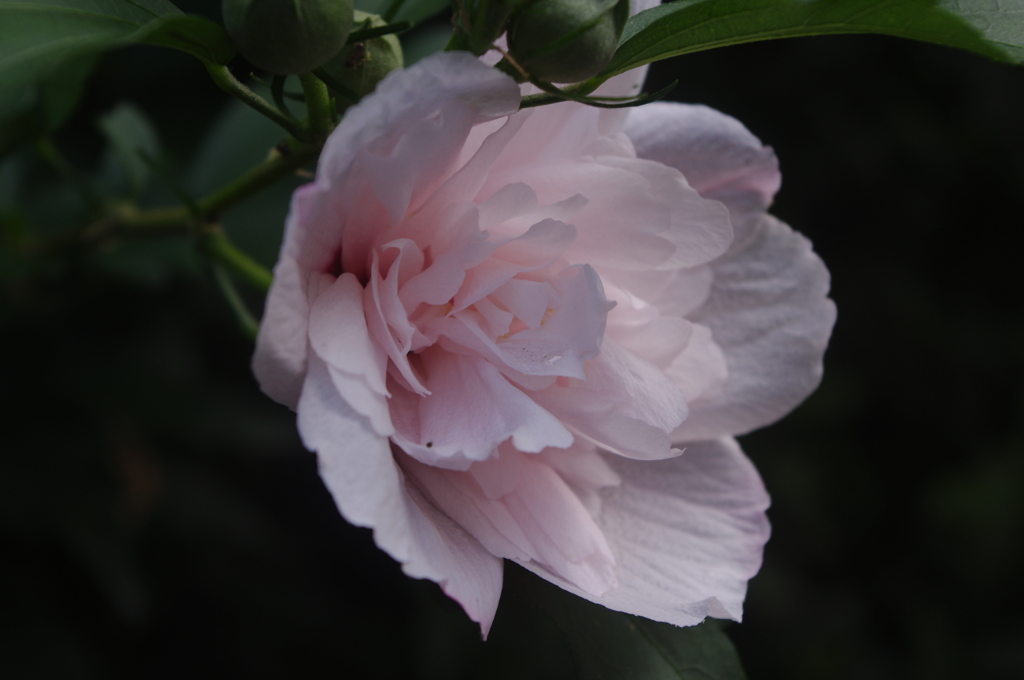 泉岳寺門前の花　2