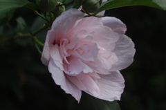 泉岳寺門前の花　2