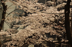 池田山の桜並木　2
