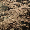 池田山の桜並木　2