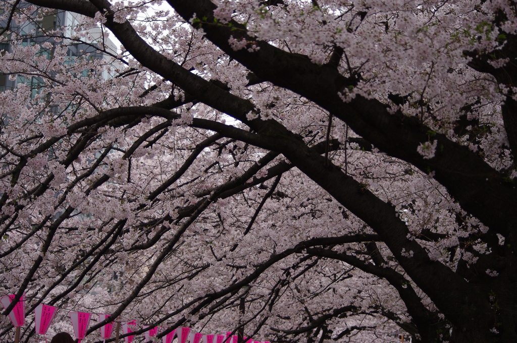桜のトンネル　目黒川