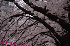 桜のトンネル　目黒川