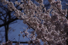 桜　5